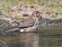 Turdus philomelos 40, Zanglijster, Saxifraga-Luuk Vermeer