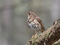 Turdus philomelos 44, Zanglijster, Saxifraga-Luuk Vermeer