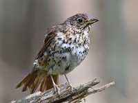 Turdus philomelos 47, Zanglijster, Saxifraga-Luuk Vermeer