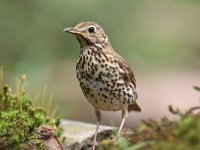 Turdus philomelos 50, Zanglijster, Saxifraga-Luuk Vermeer