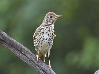 Turdus philomelos 51, Zanglijster, Saxifraga-Luuk Vermeer