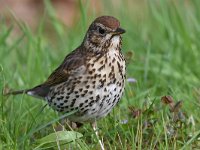 Turdus philomelos 54, Zanglijster, Saxifraga-Luuk Vermeer