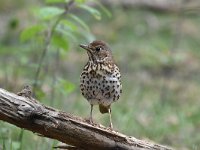 Turdus philomelos 55, Zanglijster, Saxifraga-Luuk Vermeer