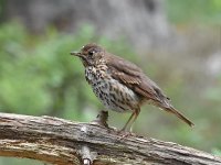 Turdus philomelos 56, Zanglijster, Saxifraga-Luuk Vermeer