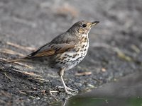 Turdus philomelos 58, Zanglijster, Saxifraga-Luuk Vermeer