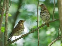 Turdus philomelos 66, Zanglijster, Saxifraga-Tom Heijnen