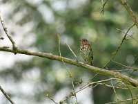 Turdus philomelos 67, Zanglijster, Saxifraga-Tom Heijnen