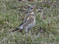 Turdus pilaris 46, Kramsvogel, Saxifraga-Luuk Vermeer