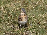 Turdus pilaris 50, Kramsvogel, Saxifraga-Luuk Vermeer