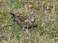 Turdus pilaris 54, Kramsvogel, Saxifraga-Luuk Vermeer