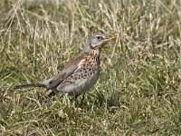 Turdus pilaris 55, Kramsvogel, Saxifraga-Luuk Vermeer