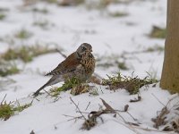 Turdus pilaris 64, Kramsvogel, Saxifraga-Luuk Vermeer