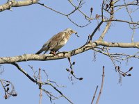 Turdus pilaris 69, Kramsvogel, Saxifraga-Tom Heijnen