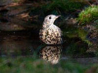 Turdus viscivorus 14, Grote lijster, Saxifraga-Luuk Vermeer