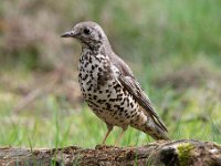 Turdus viscivorus 26, Grote lijster, Saxifraga-Luuk Vermeer