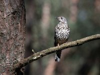 Turdus viscivorus 30, Grote lijster, Saxifraga-Luuk Vermeer