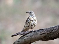 Turdus viscivorus 31, Grote lijster, Saxifraga-Luuk Vermeer