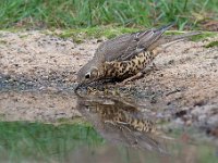 Turdus viscivorus 32, Grote lijster, Saxifraga-Luuk Vermeer