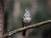 Turdus viscivorus 6, Grote lijster, Saxifraga-Luuk Vermeer