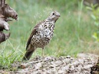 Turdus viscivorus 9, Grote lijster, Saxifraga-Luuk Vermeer