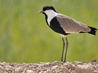 Vanellus spinosus 10, Sporenkievit, Saxifraga-Tom Heijnen