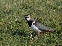 Vanellus vanellus 100, Kievit, Saxifraga-Luuk Vermeer