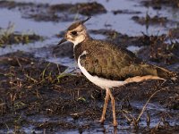 Vanellus vanellus 102, Kievit, Saxifraga-Luuk Vermeer