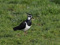 Vanellus vanellus 103, Kievit, Saxifraga-Luuk Vermeer