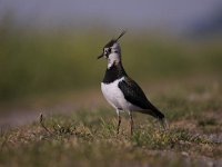 Vanellus vanellus 111, Kievit, Saxifraga-Luuk Vermeer