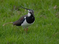 Vanellus vanellus 113, Kievit, Saxifraga-Luuk Vermeer