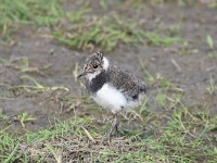 Vanellus vanellus 117, Kievit, Saxifraga-Luuk Vermeer