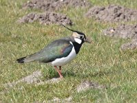 Vanellus vanellus 120, Kievit, Saxifraga-Luuk Vermeer