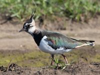 Vanellus vanellus 129, Kievit, Saxifraga-Mark Zekhuis