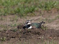 Vanellus vanellus 131, Kievit, Saxifraga-Mark Zekhuis