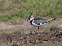 Vanellus vanellus 132, Kievit, Saxifraga-Mark Zekhuis