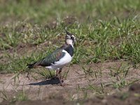 Vanellus vanellus 133, Kievit, Saxifraga-Mark Zekhuis