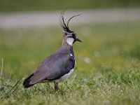 Vanellus vanellus 95, Kievit, Saxifraga-Luuk Vermeer