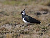 Vanellus vanellus 97, Kievit, Saxifraga-Luuk Vermeer