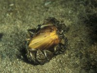 Anodonta cygnea, Swan Mussel