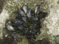Mytilus edulis, Common Mussel