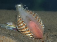 Acanthocardia echinata 1, Gedoornde hartschelp, Saxifraga-Foto Fitis-Sytske Dijksen