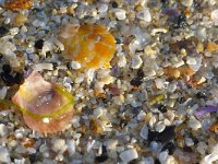 Aequipecten opercularis, Queen Scallop