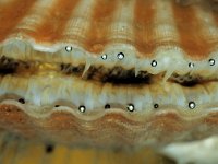 Aequipecten opercularis 3, Wijde mantel, Foto Fitis-Sytske Dijksen