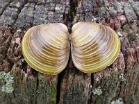 Corbicula fluminea, Asian Clam