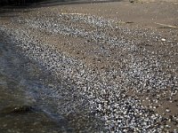 Washed up shells on river beach, Biesbosch National Park, South  Washed up shells on river beach, Biesbosch National Park, South Holland, Netherlands : bank, beach, Biesbosch, Corbicula, fauna, many, National Park, natural, nature, nature reserve, NP, river, sand, shell, washed up