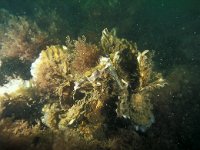 Crassostrea gigas, Pacific Oyster