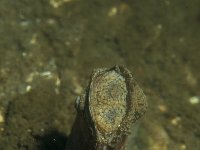 Ensis directus, American Jack Knife Clam