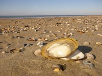 Lutraria lutraria, Common Otter Shell