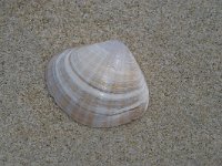 Mactra corallina cinerea 1, Grote  strandschelp, Foto Fitis-Sytske Dijksen