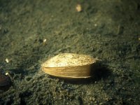 Mya arenaria, Long-necked Clam